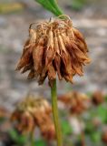 Trifolium repens