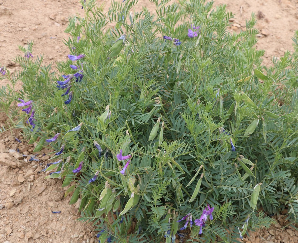 Image of genus Vicia specimen.