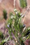 Nigella integrifolia. Верхушка цветущего растения. Южный Казахстан, Восточный Кызылкум. 04.05.2010.