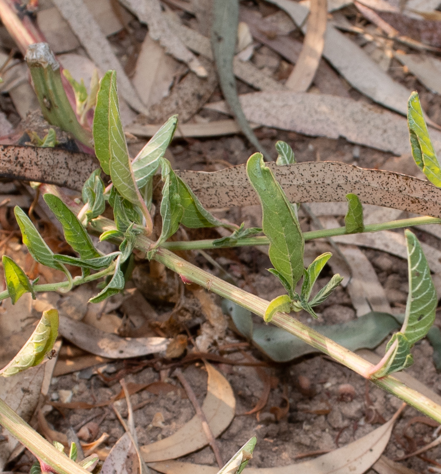 Image of Amaranthus tuberculatus specimen.