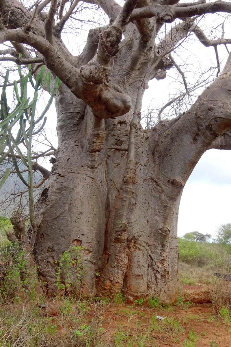 Image of Adansonia digitata specimen.