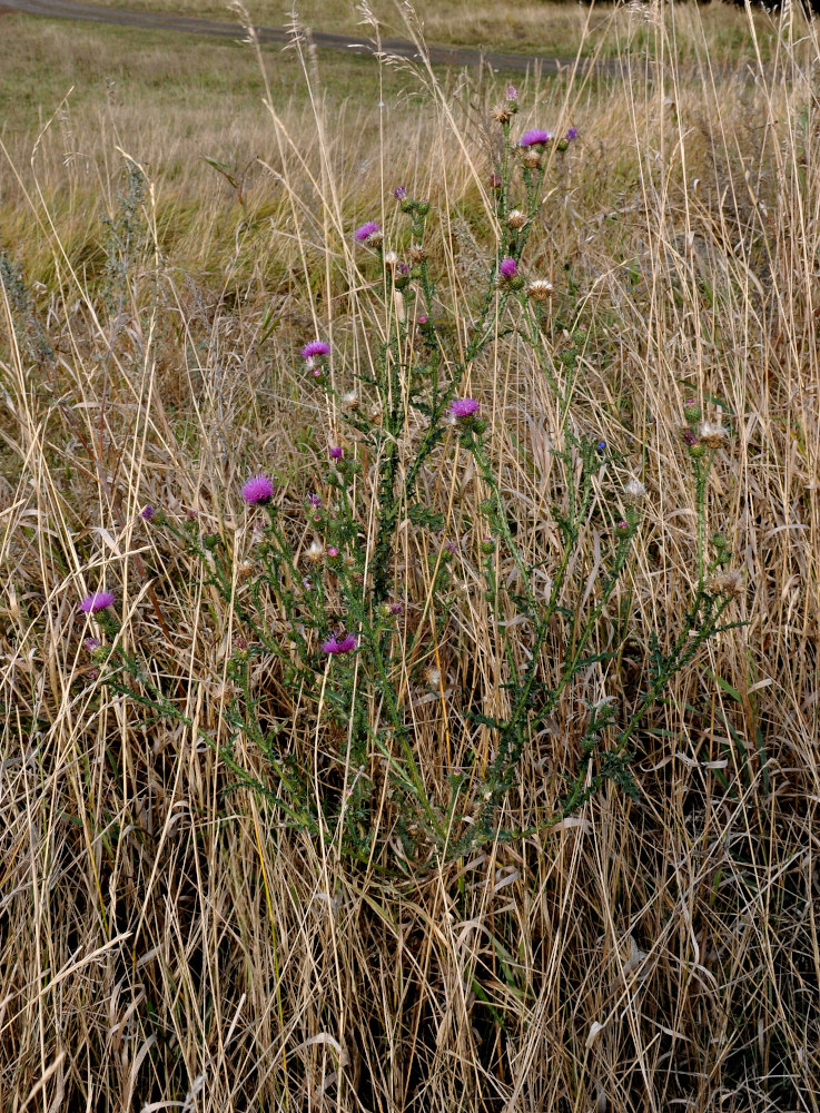 Image of Carduus acanthoides specimen.