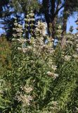 Leonotis leonurus. Верхушка цветущего растения (белоцветковая форма). Испания, автономное сообщество Каталония, провинция Жирона, комарка Баш-Эмпорда, муниципалитет Палафружель, ботанический сад \"Кап-Роч\". 24.11.2020.