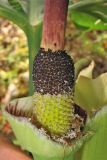 Dracunculus vulgaris