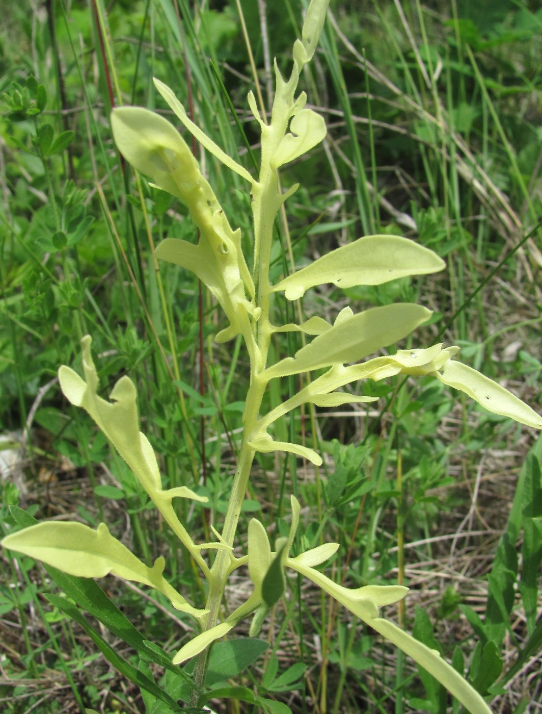 Image of genus Centaurea specimen.