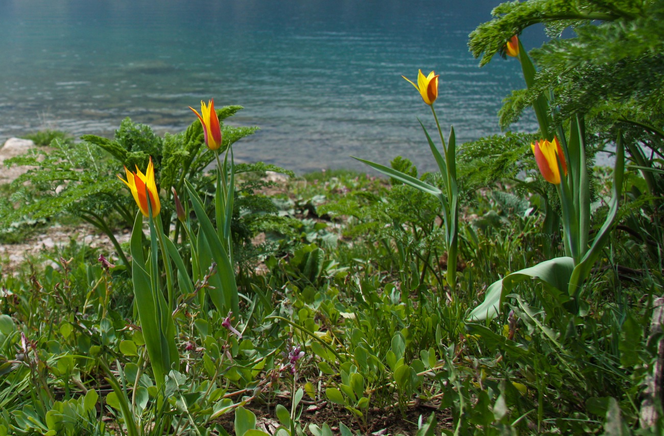 Изображение особи Tulipa anadroma.