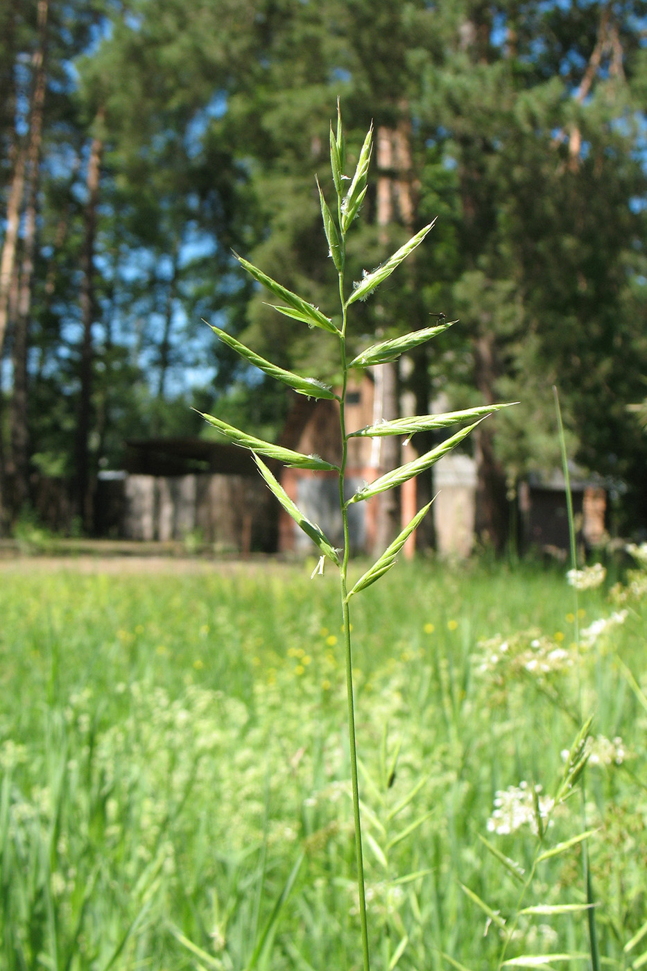 Image of Brachypodium pinnatum specimen.