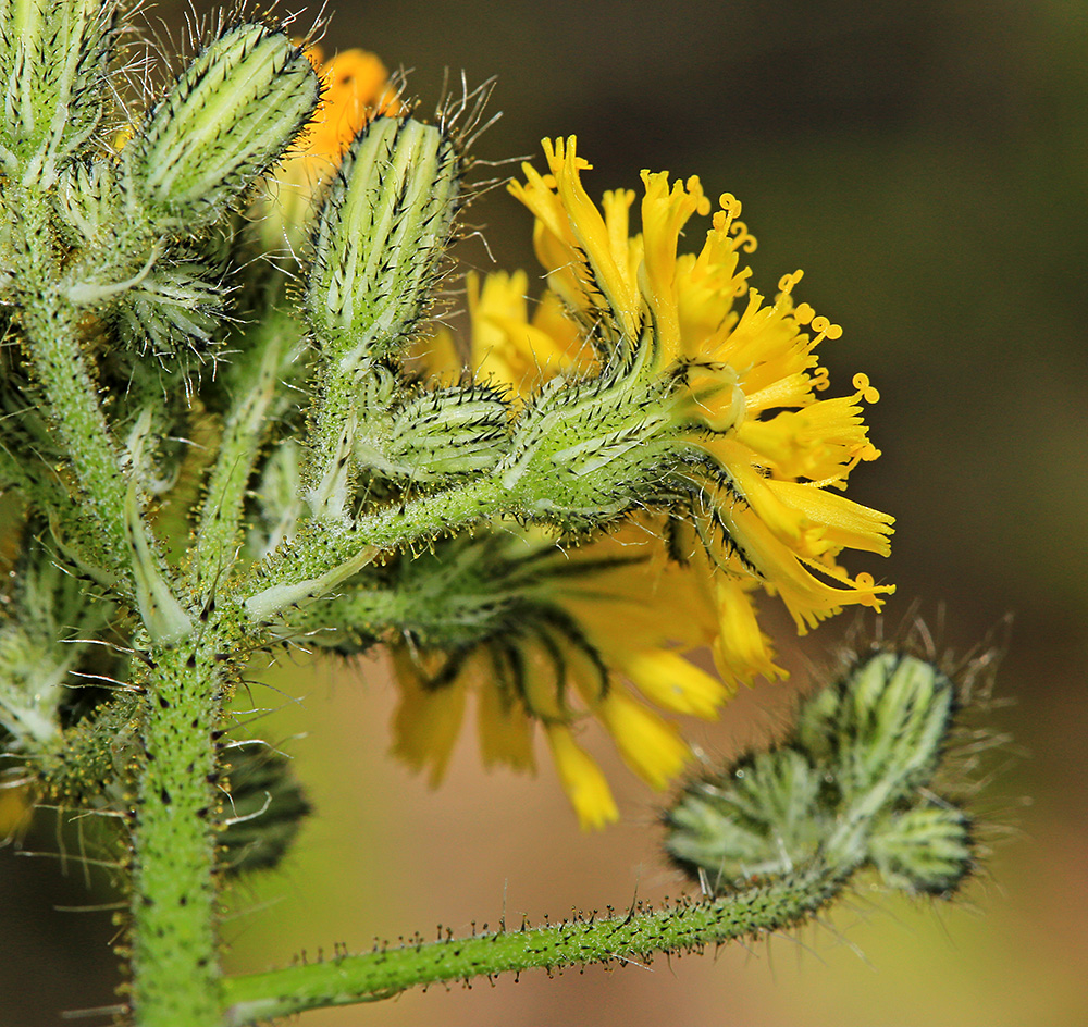 Image of Pilosella &times; floribunda specimen.