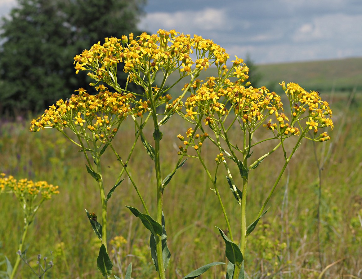 Изображение особи Senecio schwetzowii.