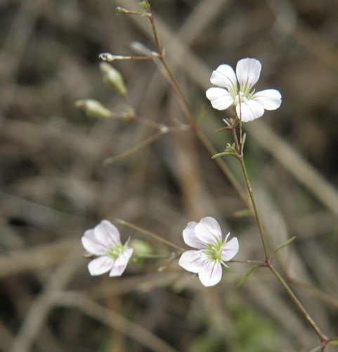 Изображение особи Psammophiliella muralis.