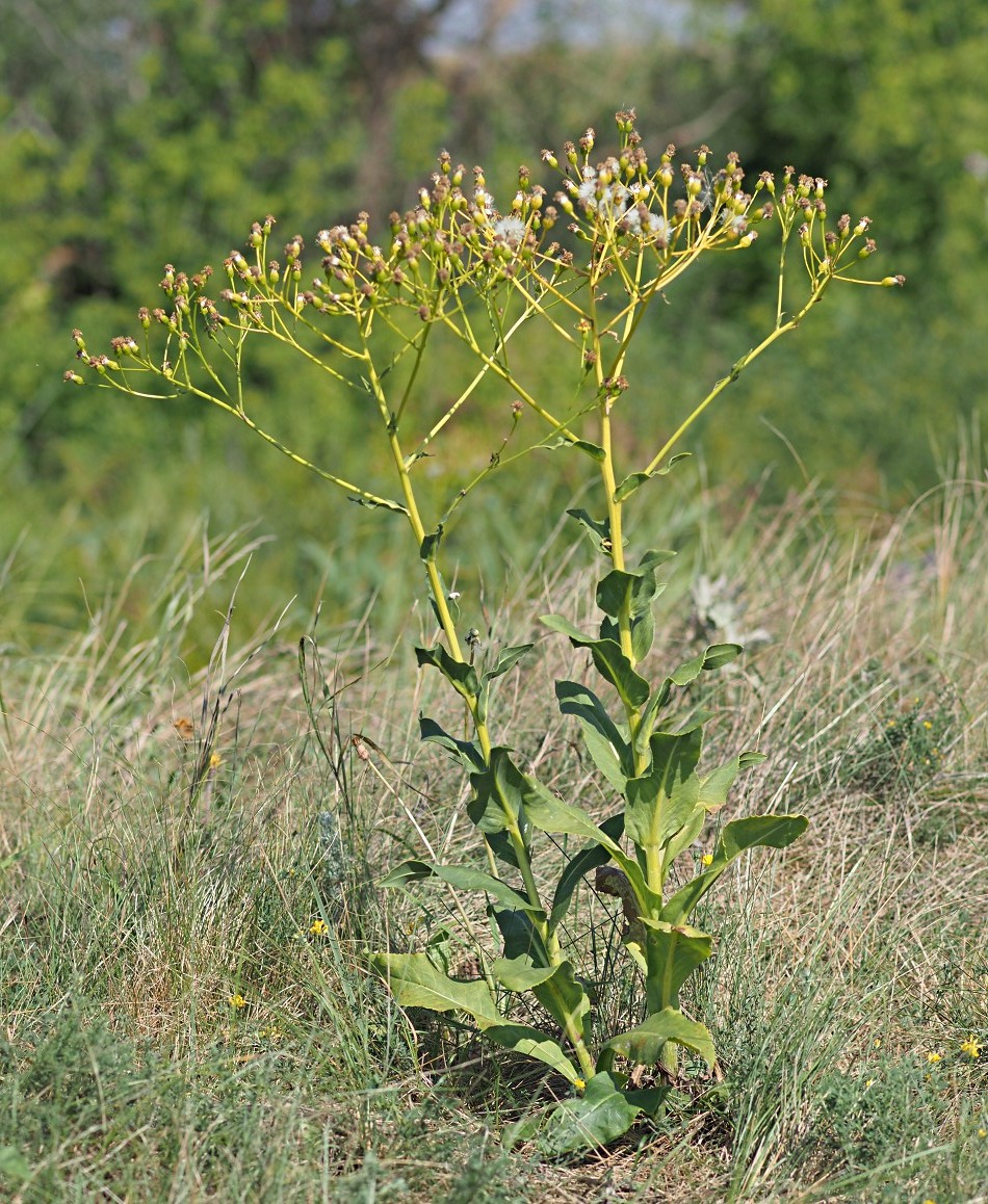 Image of Senecio schwetzowii specimen.