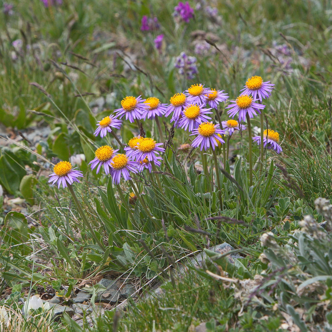 Изображение особи Aster serpentimontanus.