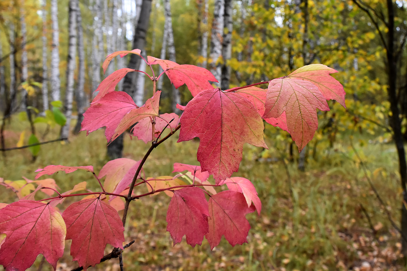 Изображение особи Viburnum opulus.