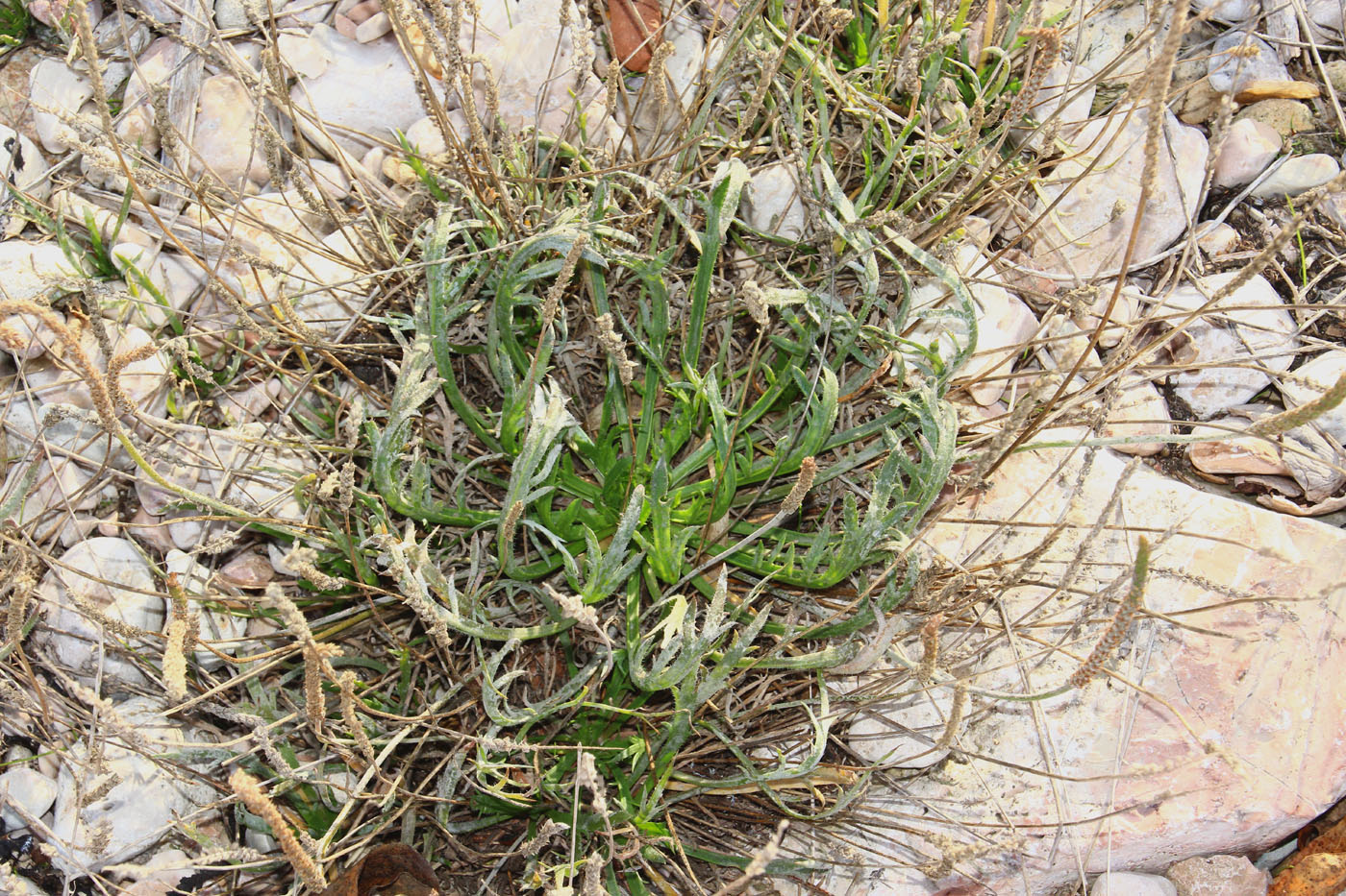 Image of Plantago coronopus specimen.