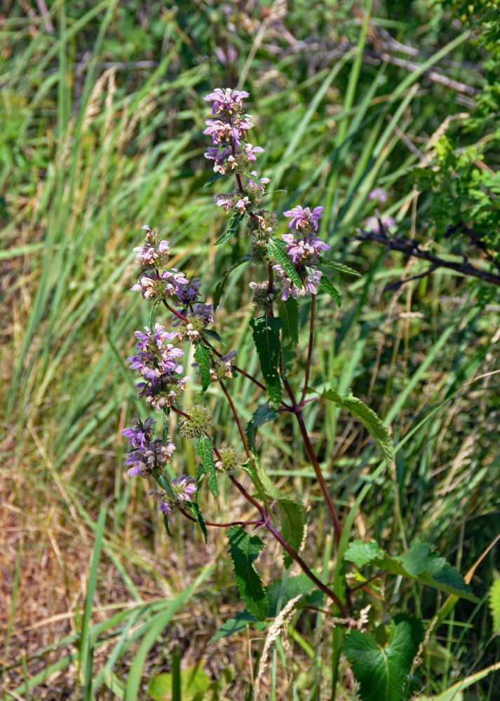 Изображение особи Phlomoides tuberosa.