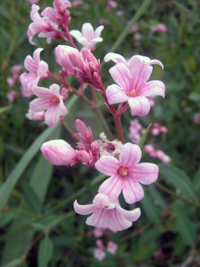 Image of Trachomitum lancifolium specimen.