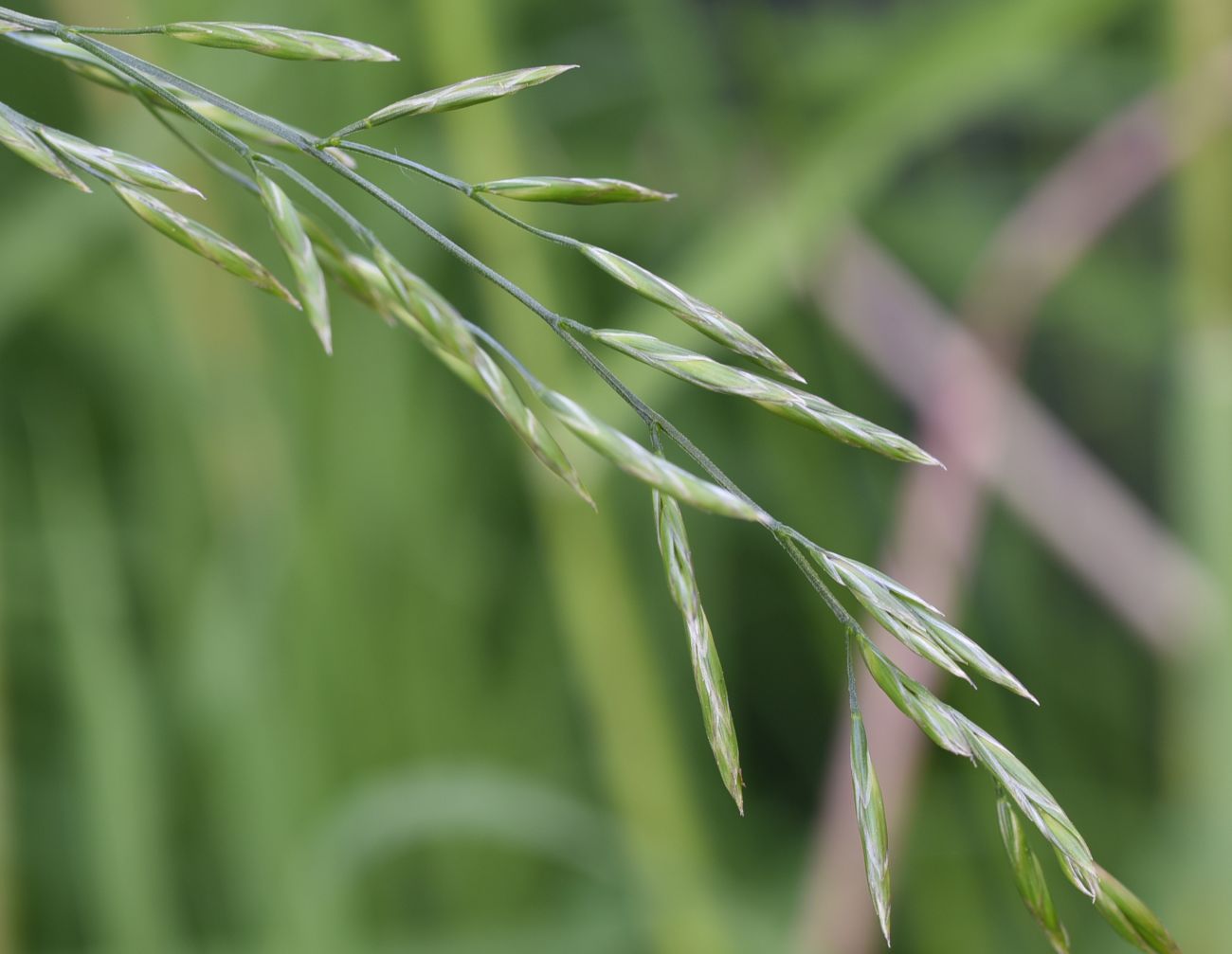 Изображение особи Festuca pratensis.