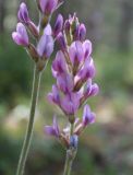 Oxytropis spicata