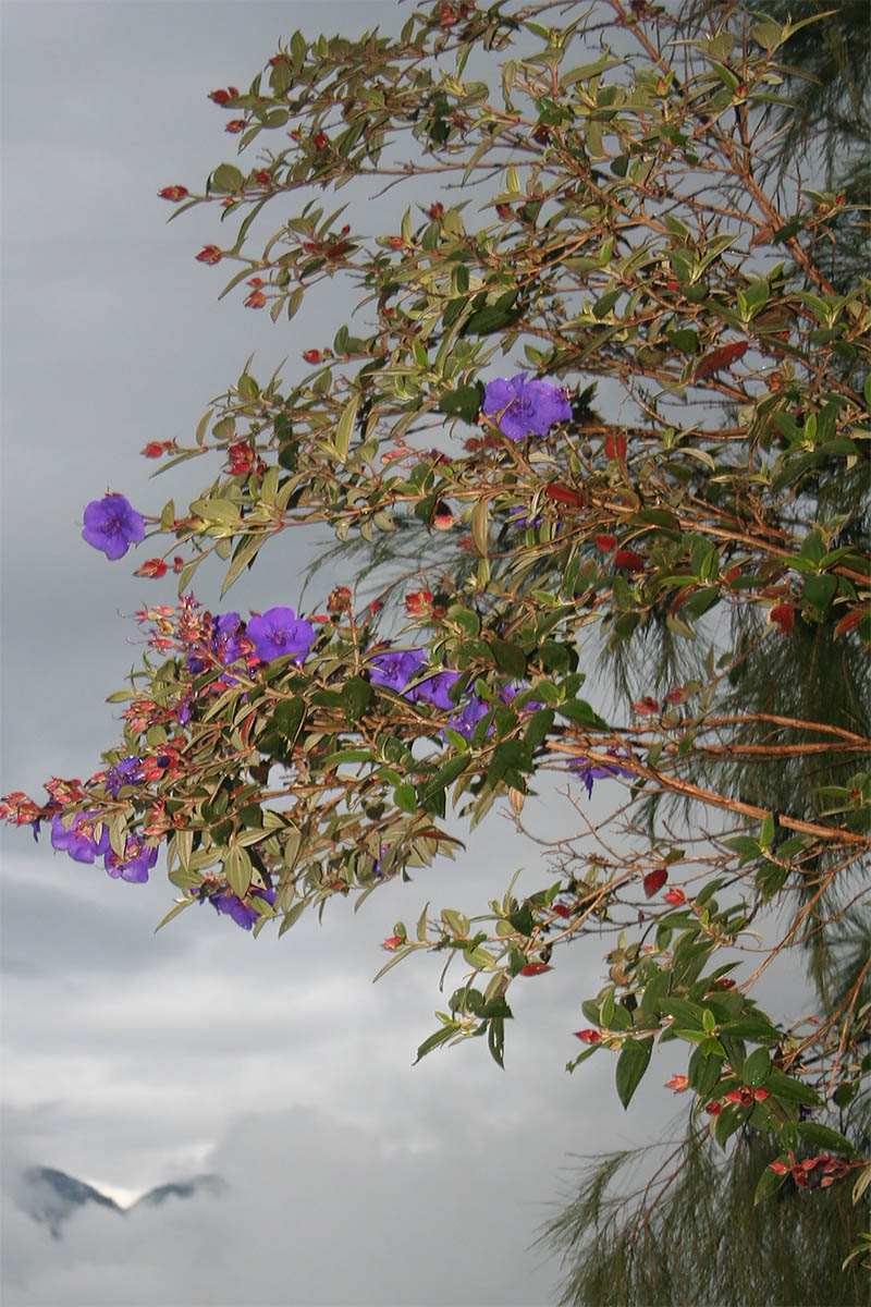 Изображение особи семейство Melastomataceae.