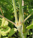 Geranium pratense