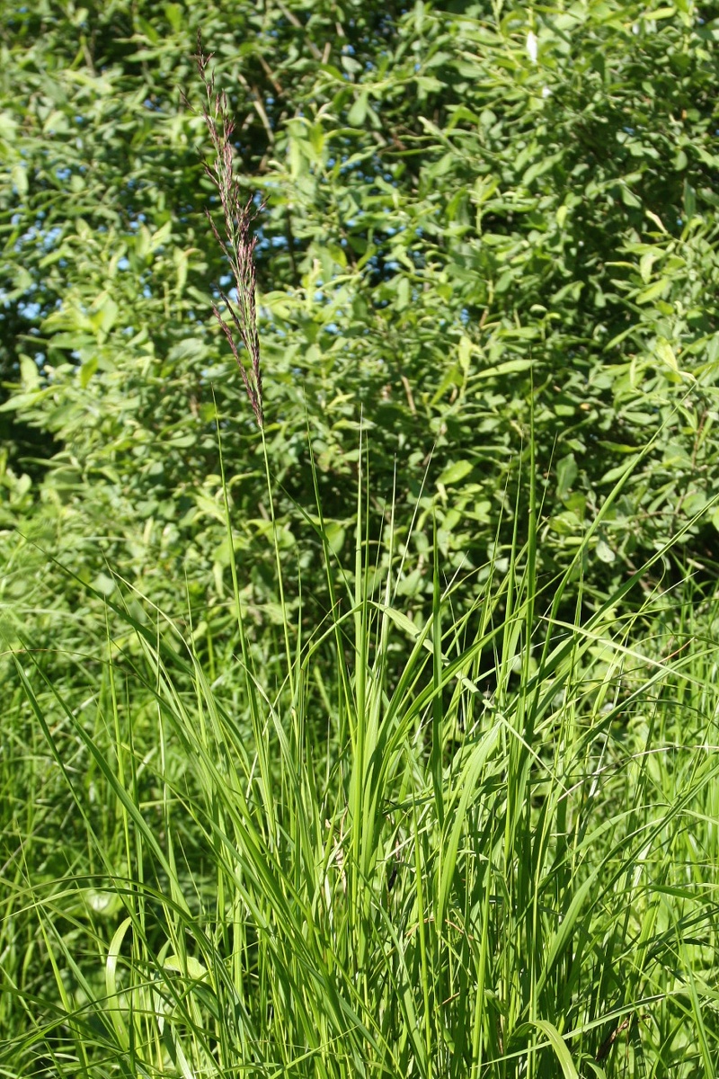 Image of Calamagrostis canescens specimen.