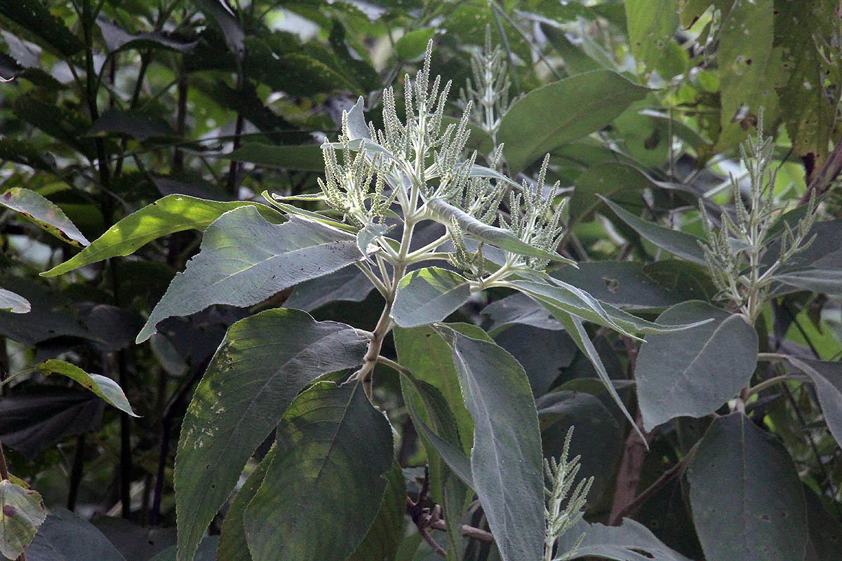 Изображение особи Colebrookea oppositifolia.