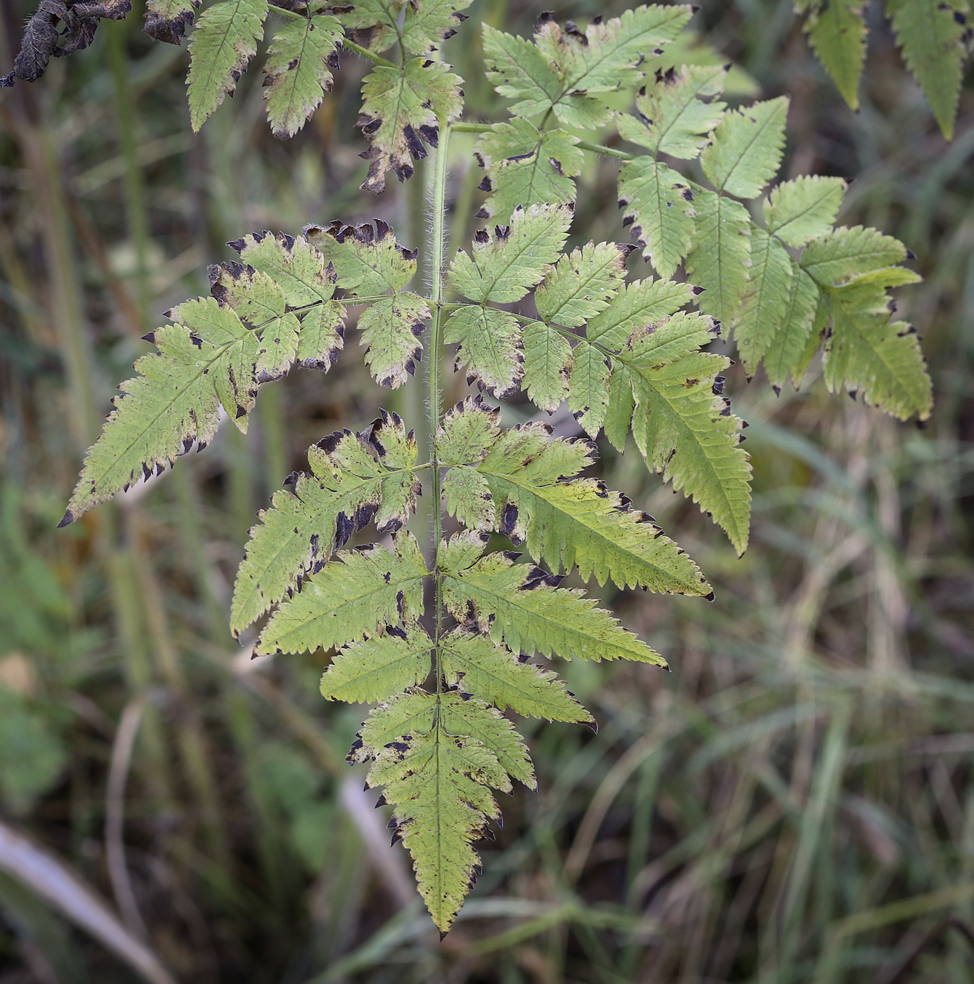 Image of Chaerophyllum aureum specimen.