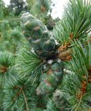 Смотреть изображение Pinus parviflora