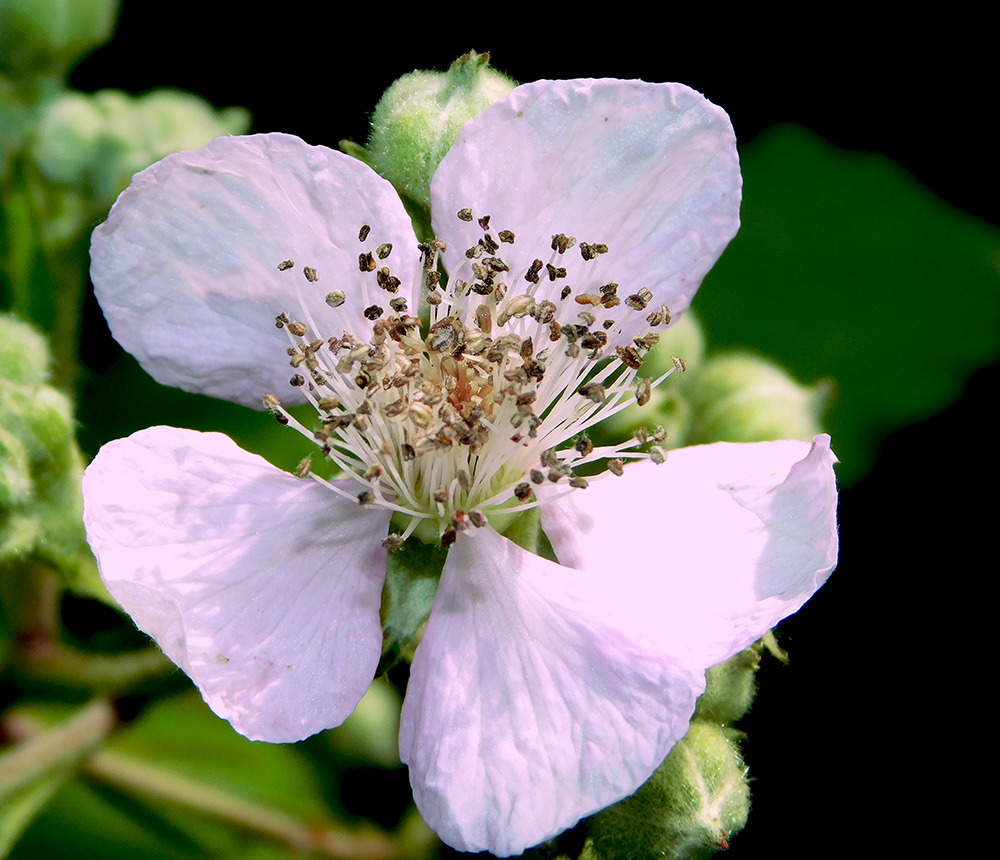 Изображение особи Rubus sanctus.