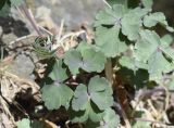 Aquilegia vulgaris