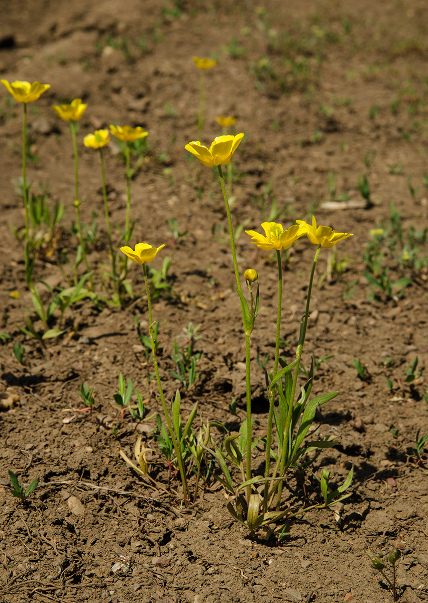 Image of genus Ranunculus specimen.