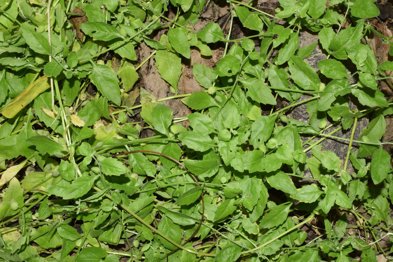 Image of Asperuginoides axillaris specimen.