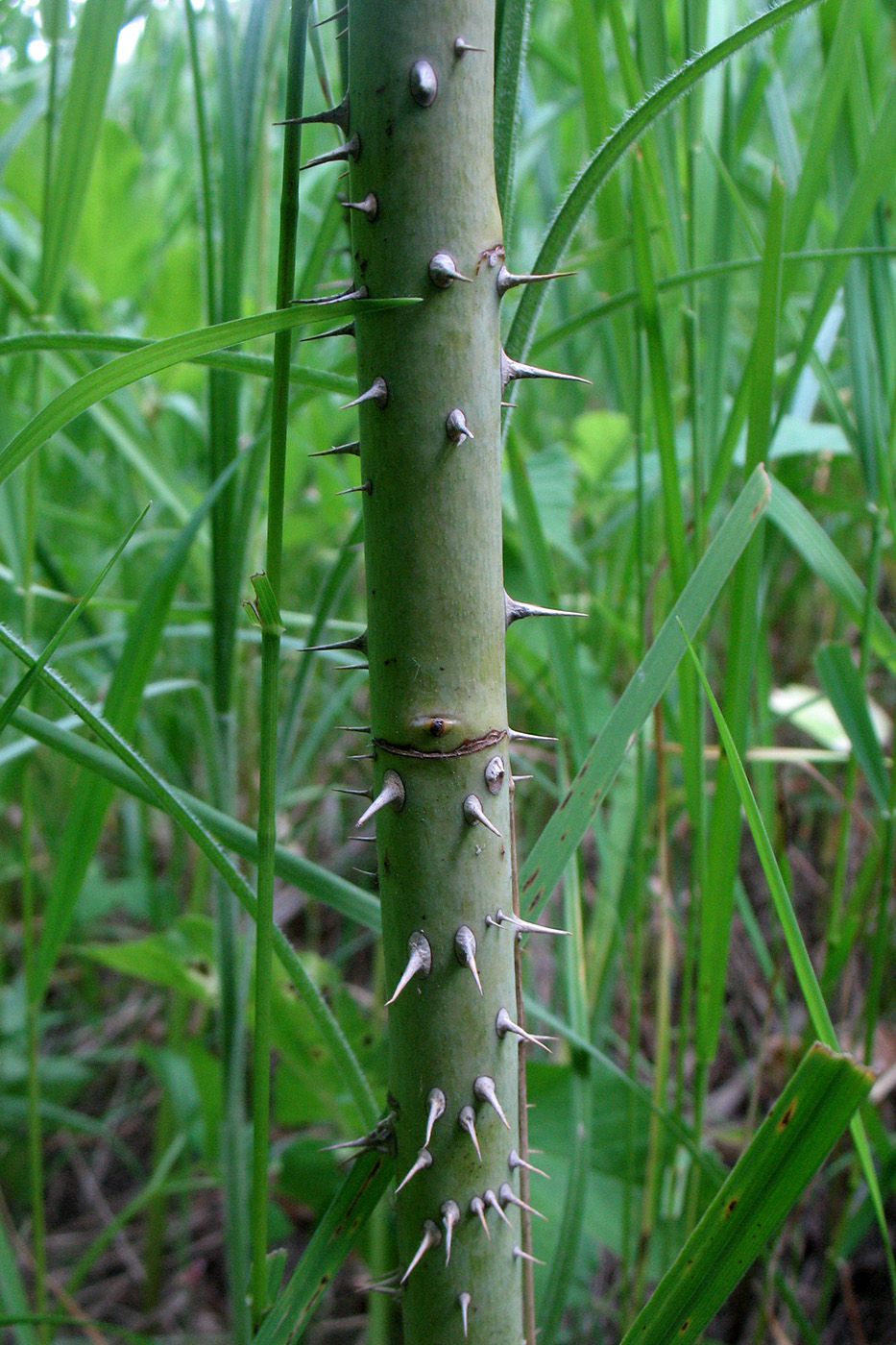 Image of Rosa villosa specimen.