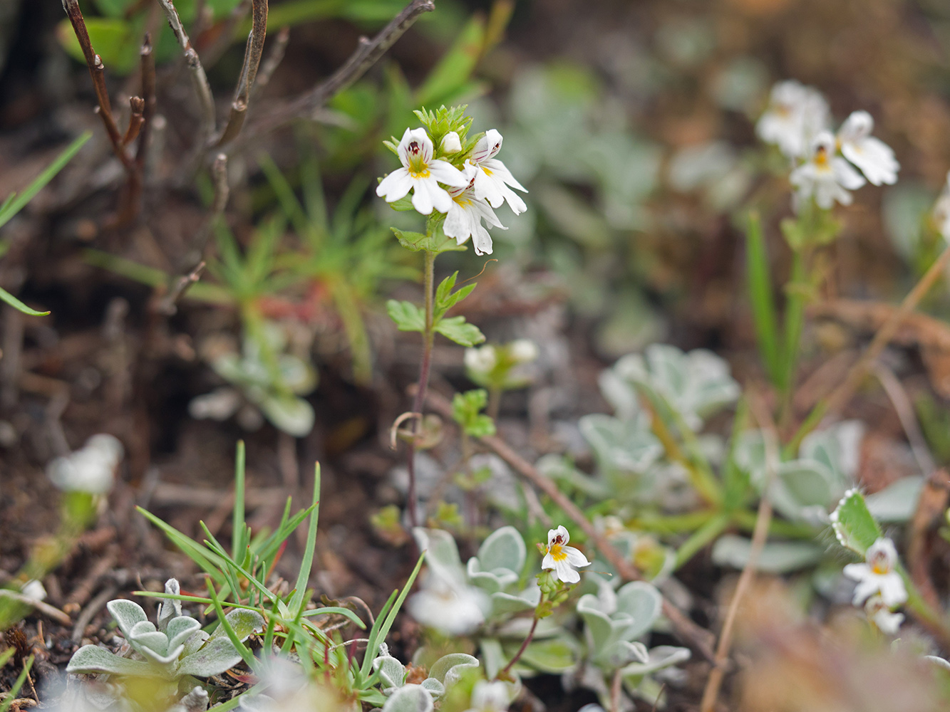 Изображение особи Euphrasia petiolaris.