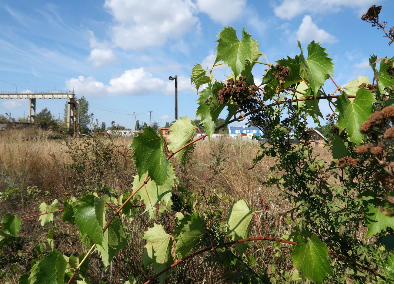 Image of Vitis riparia specimen.