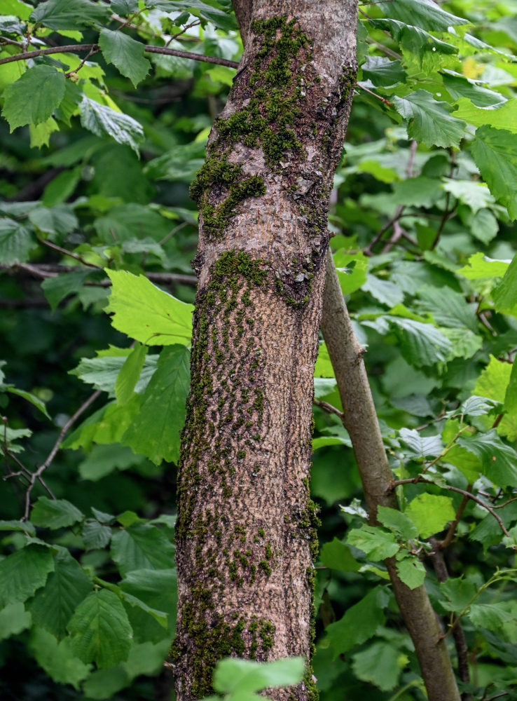 Image of Diospyros lotus specimen.