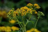 Senecio cannabifolius