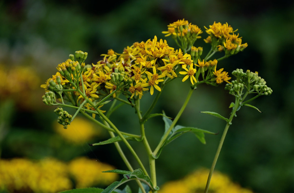 Изображение особи Senecio cannabifolius.