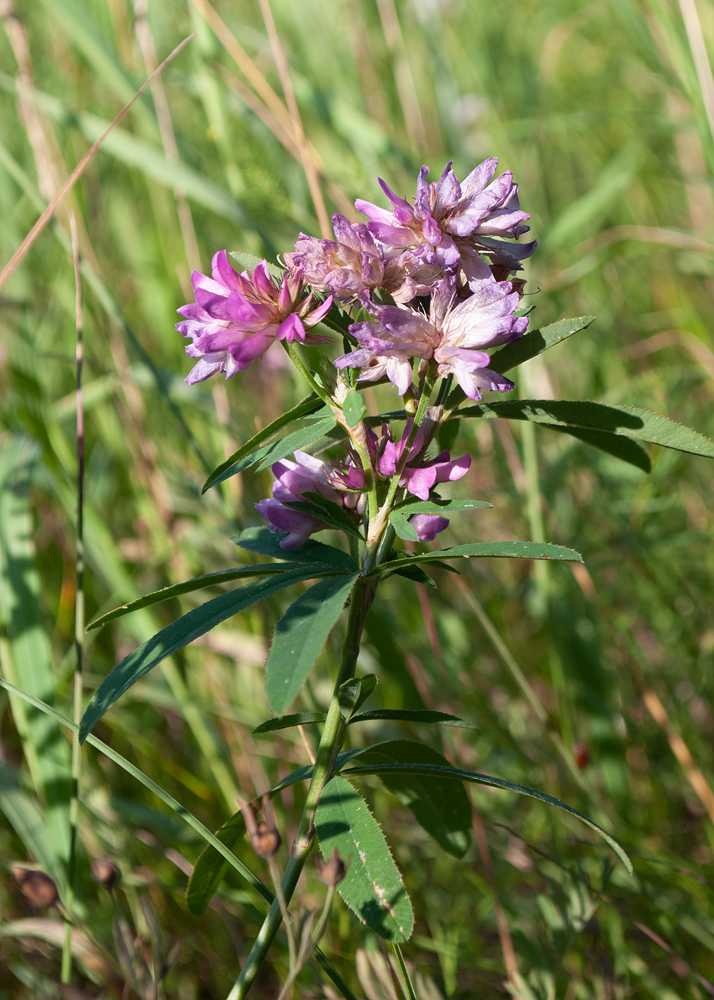 Изображение особи Trifolium lupinaster.