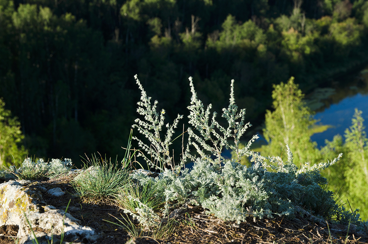 Image of Artemisia frigida specimen.