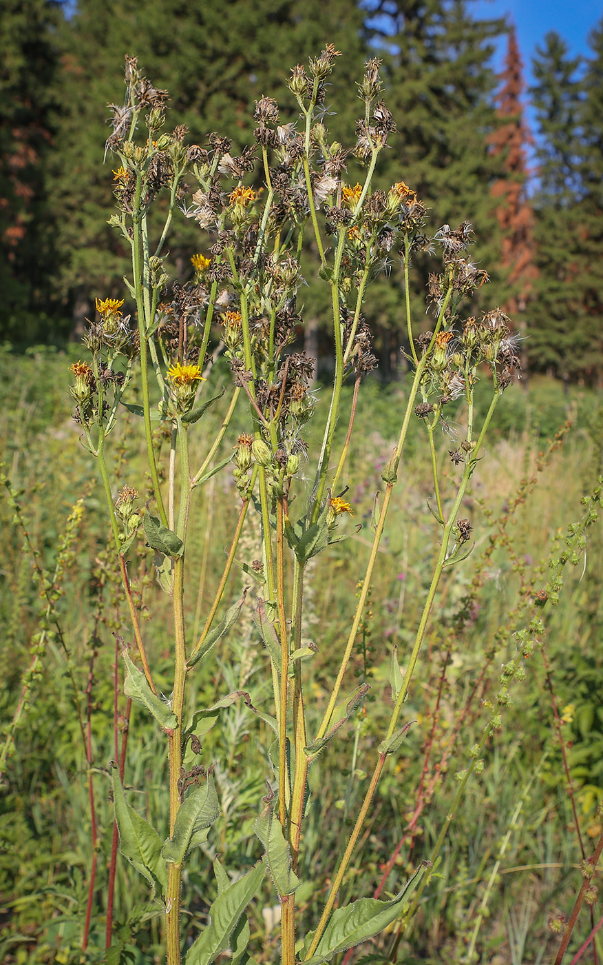 Image of Picris hieracioides specimen.