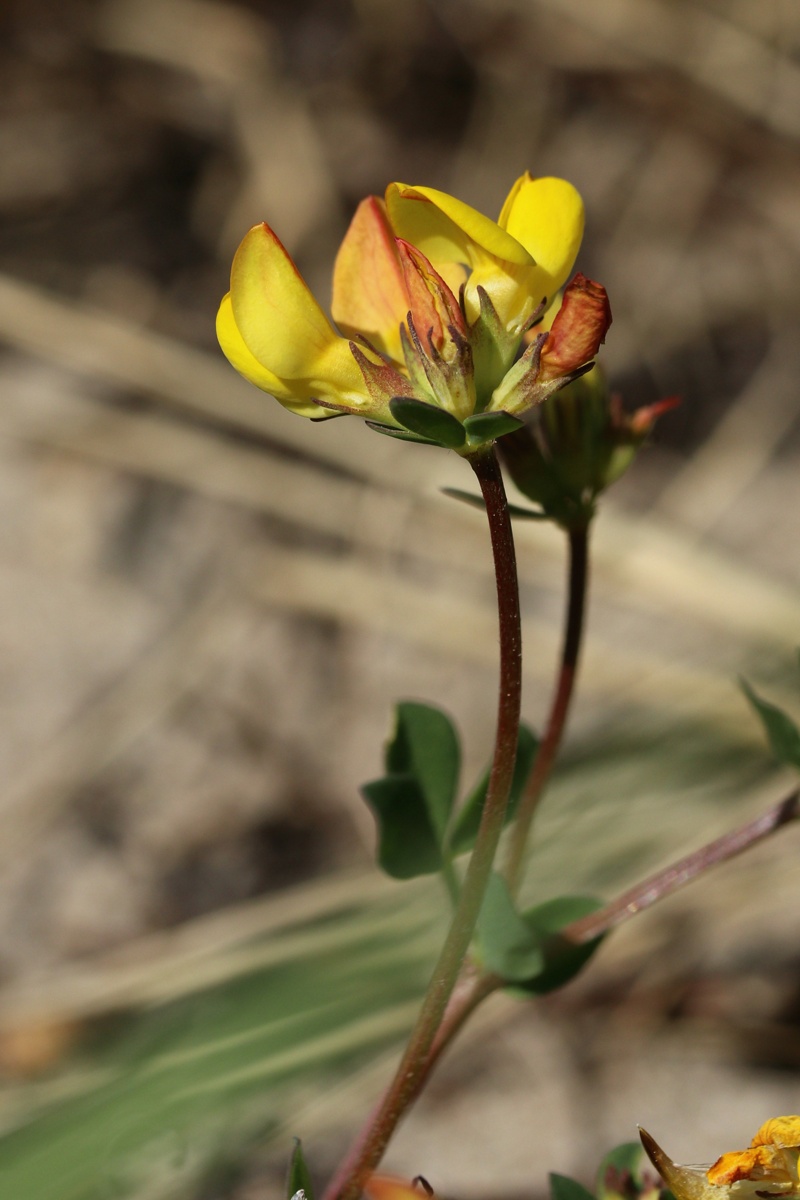 Image of Lotus ruprechtii specimen.