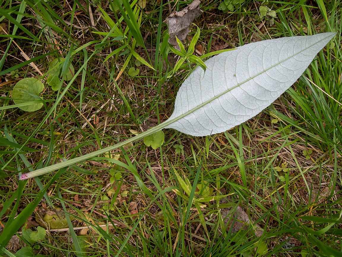 Image of Cirsium heterophyllum specimen.