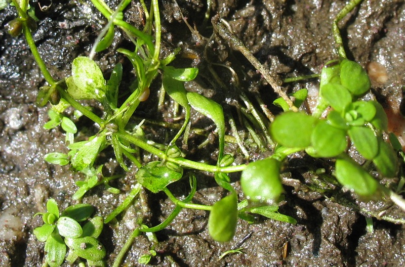 Image of Callitriche palustris specimen.