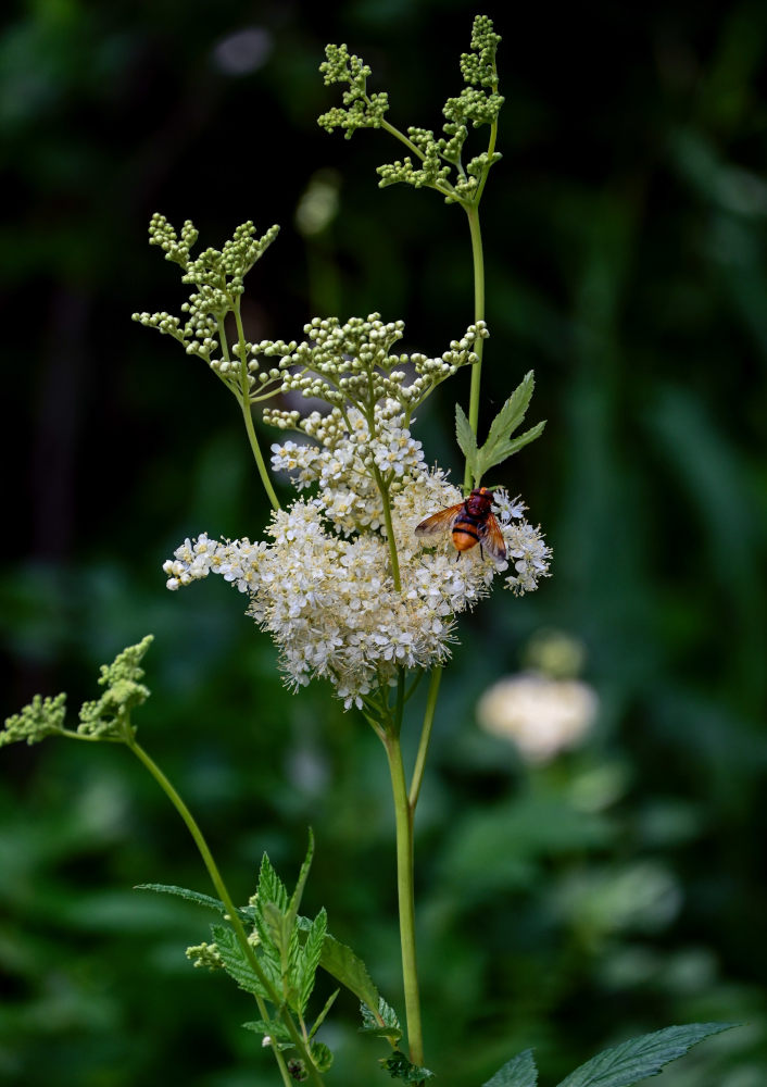 Image of Filipendula ulmaria specimen.