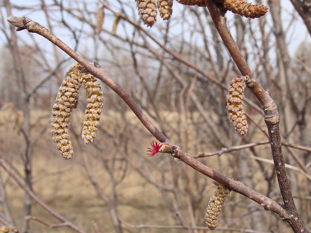 Image of Corylus mandshurica specimen.