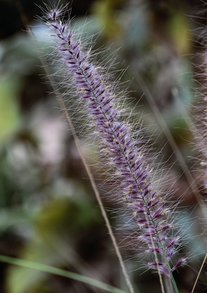 Изображение особи Pennisetum setaceum.