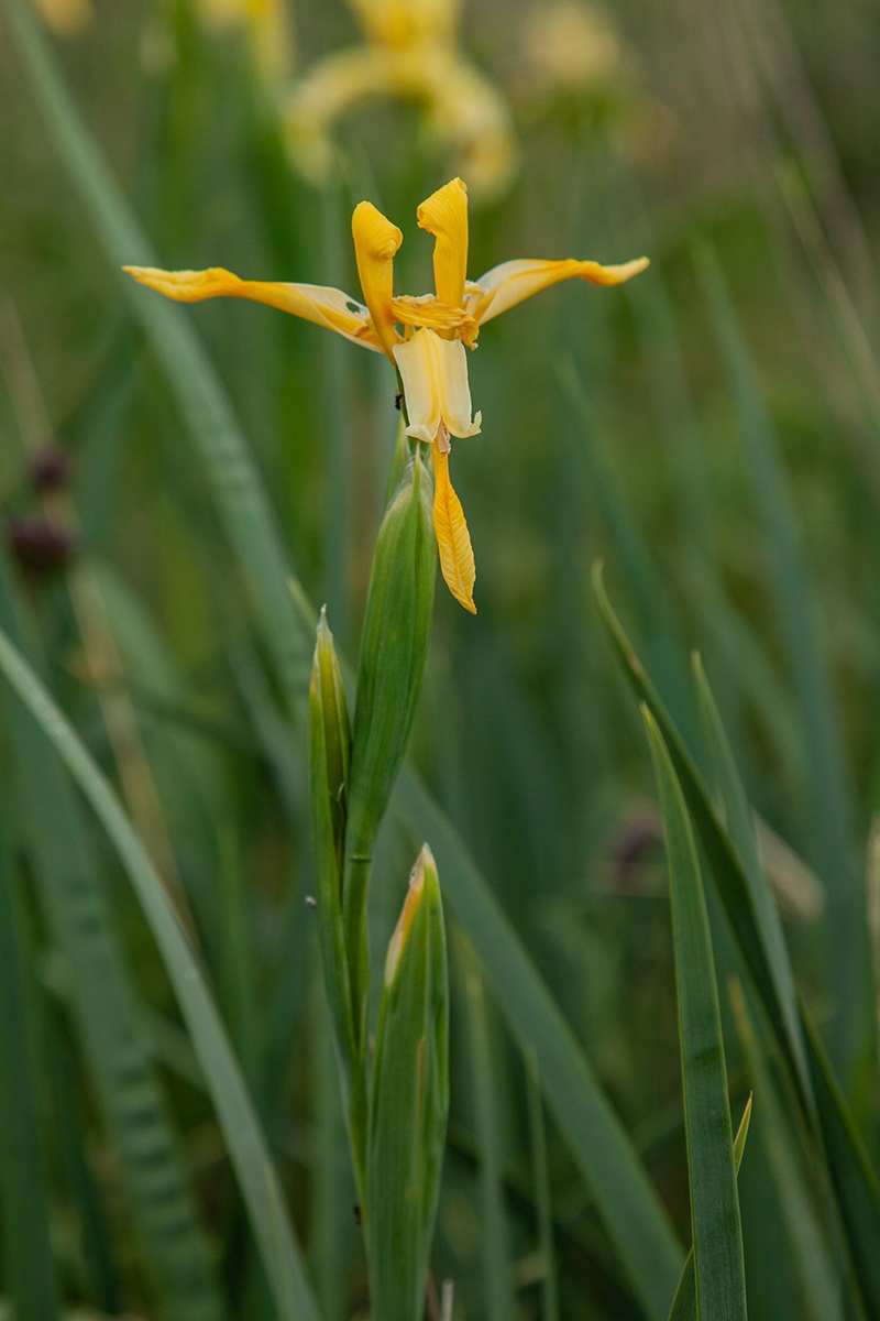 Изображение особи Iris halophila.