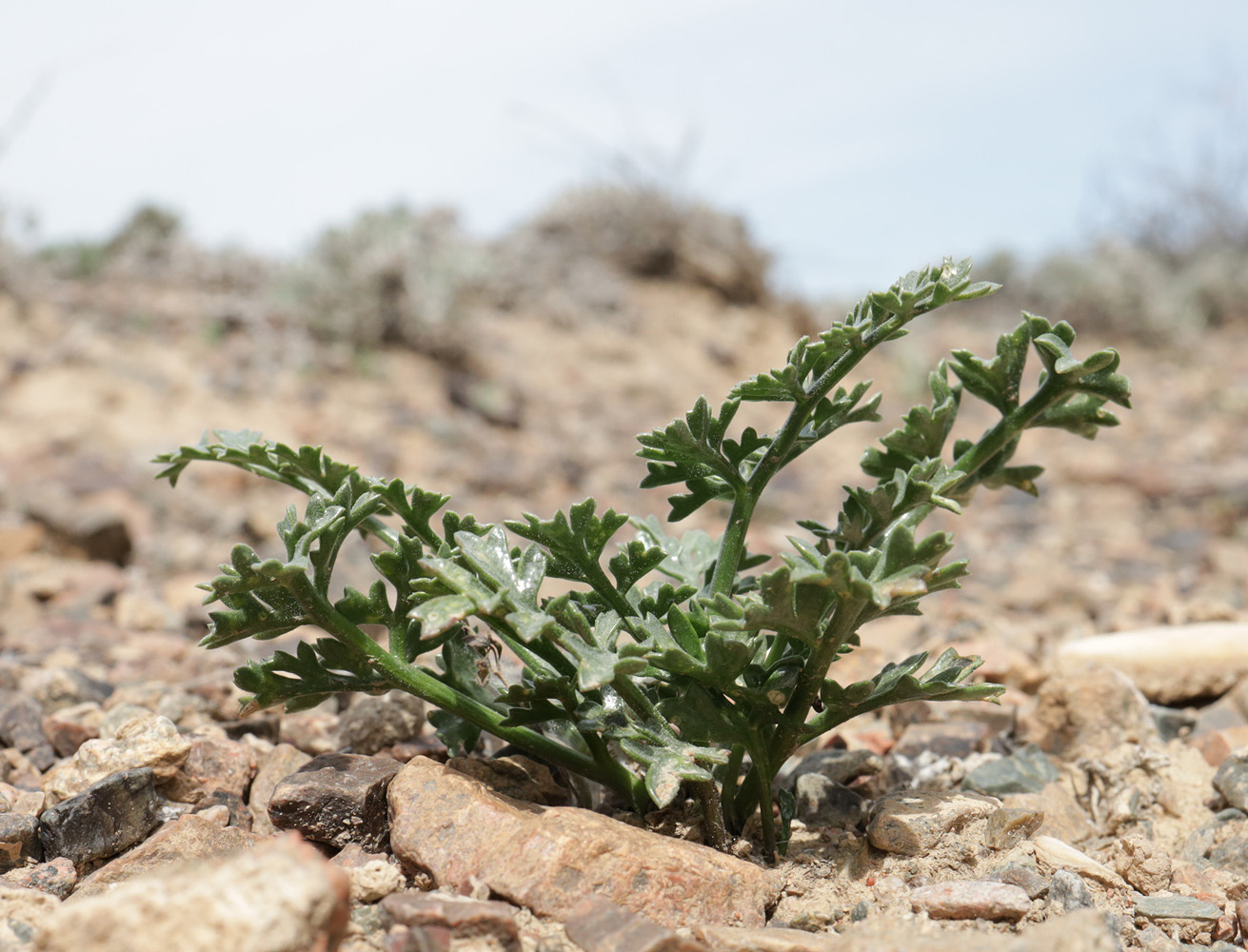 Image of Ferula syreitschikowii specimen.