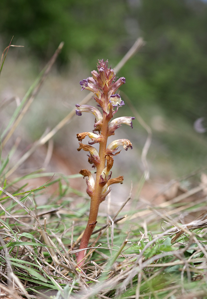 Изображение особи Orobanche grenieri.